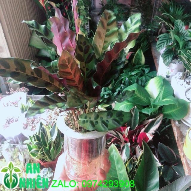 Chậu Cây Đuôi Công