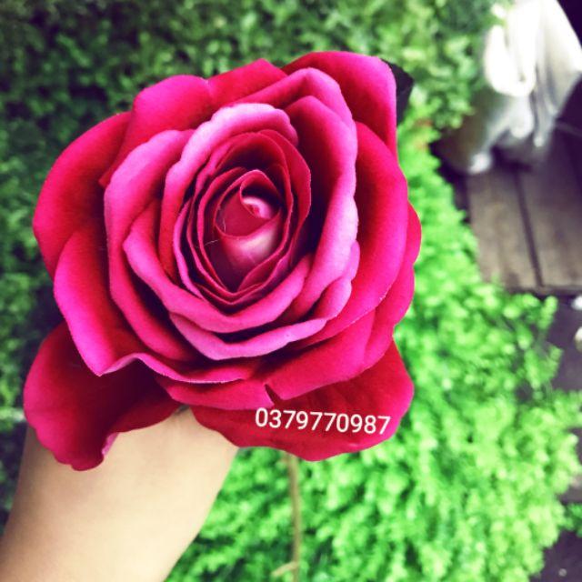 Cành hoa hồng 1 bông hồng nhung