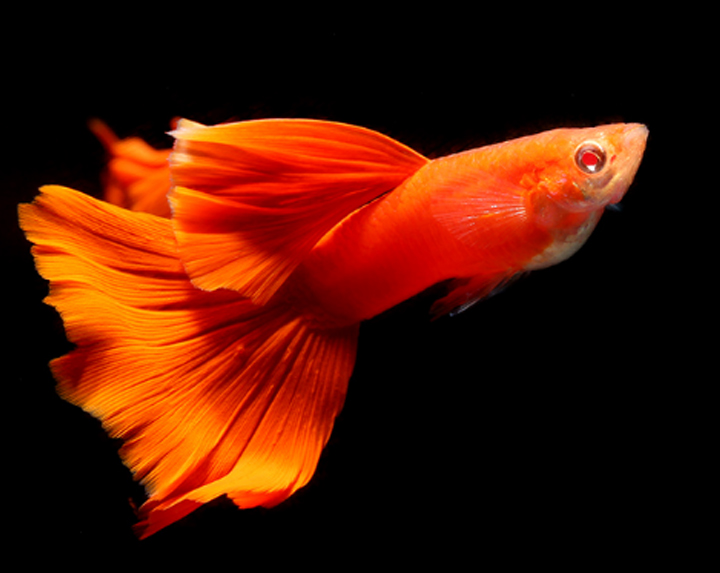 Thức ăn cho cá Guppy, cá 7 màu - Cám Thái INVE 3/5 cho cá nhỏ- chiết lẻ. rất thơm, cá ăn nhìu, mập ú, màu sắc đẹp. không đục nước.