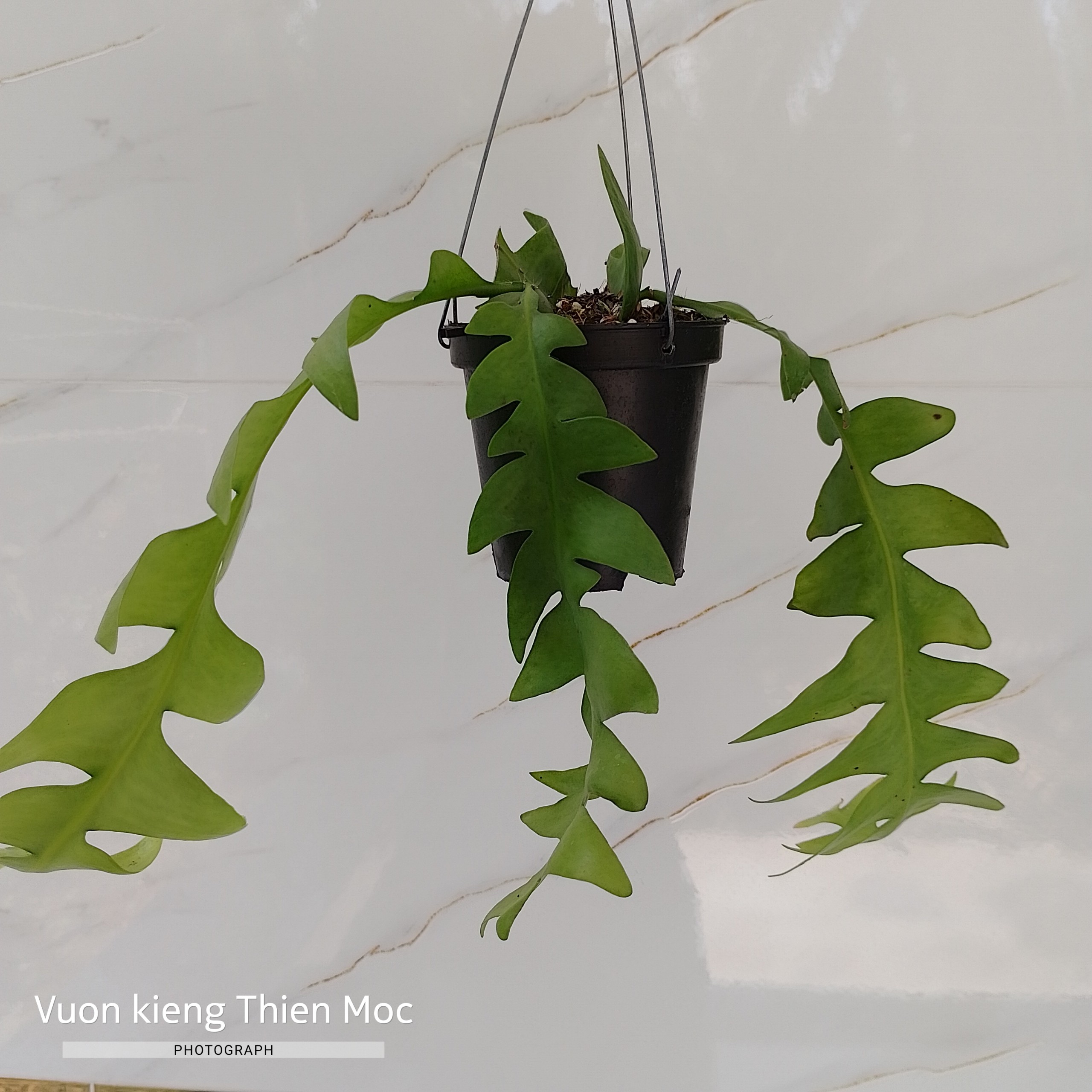 Chậu cây Quỳnh Xương cá hoa trắng