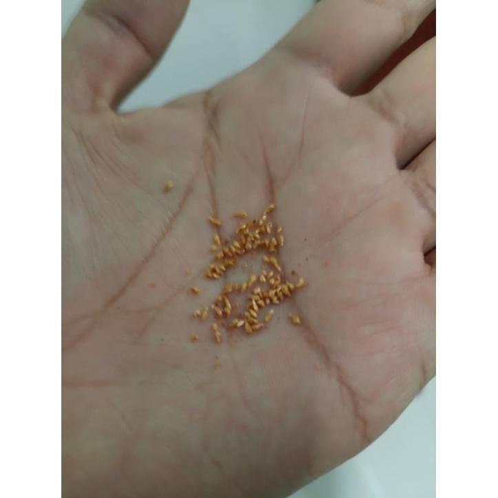 Hạt giống cây bồ đề ấn độ đỏ CT5584 - 1 gram ( gần 30 hạt )