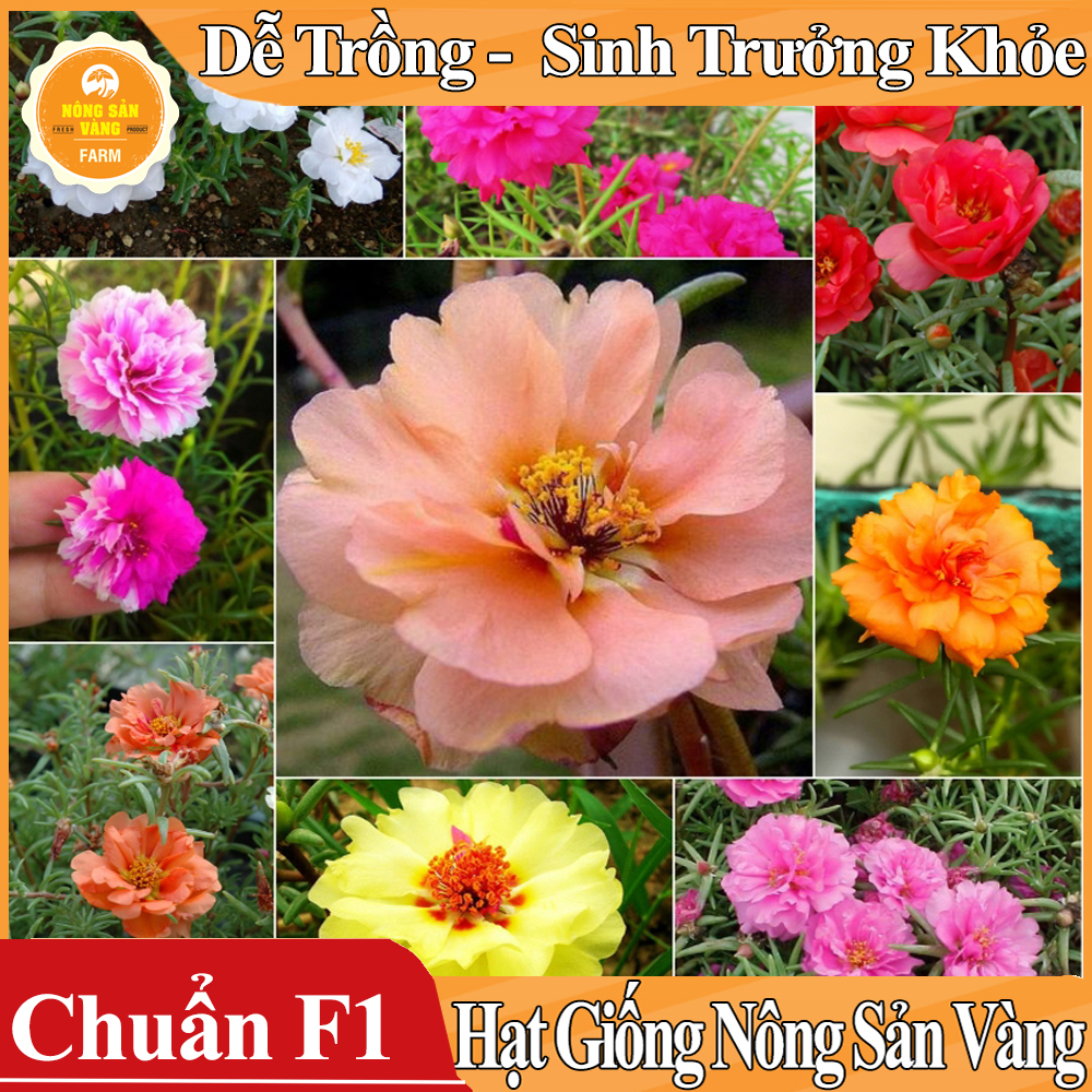 Hạt giống Hoa Mười Giờ Mỹ Nhiều Màu