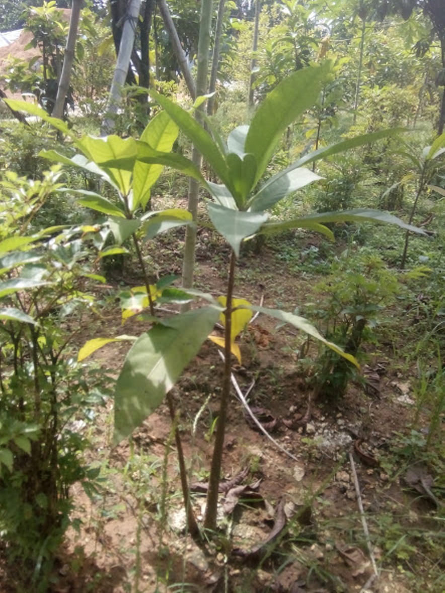 Cây lộc vừng hoa to màu trắng hồng