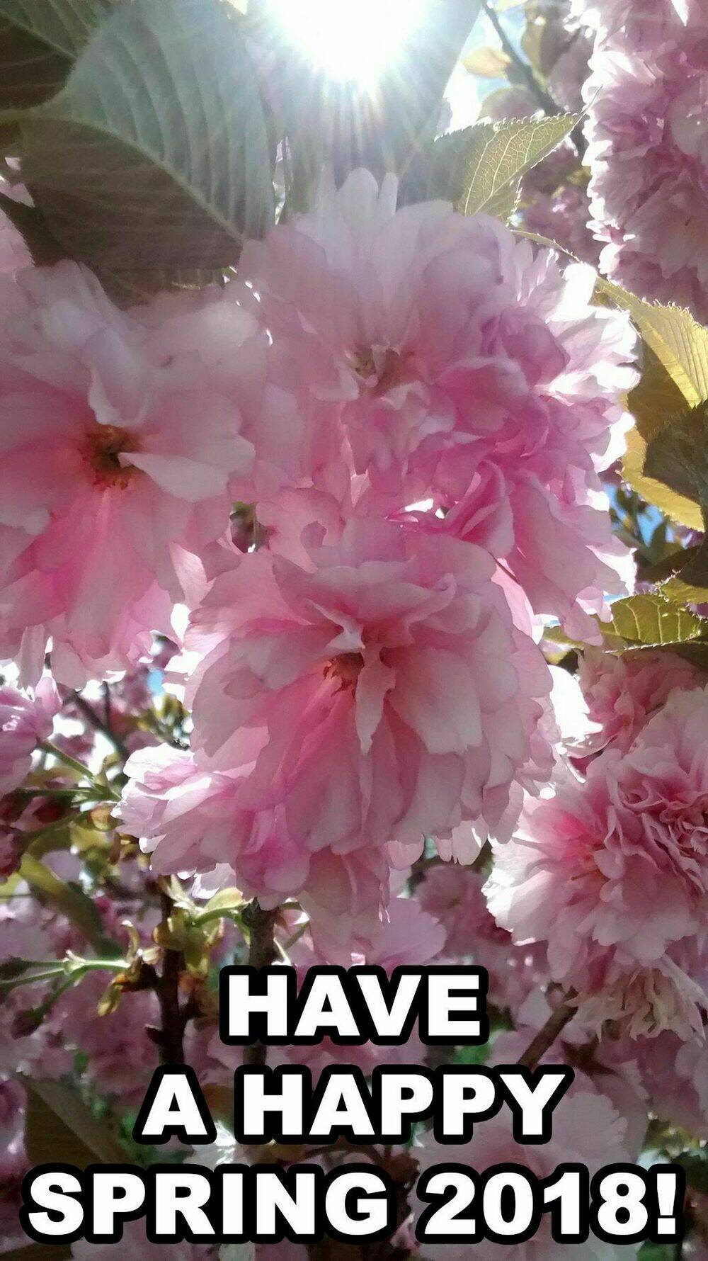 mujaki no rakuen: parallel chapter 6 25