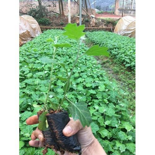 COMBO 2 CÂY GIỐNG CÀ GAI LEO SIÊU TỐT - CB2CGCGL