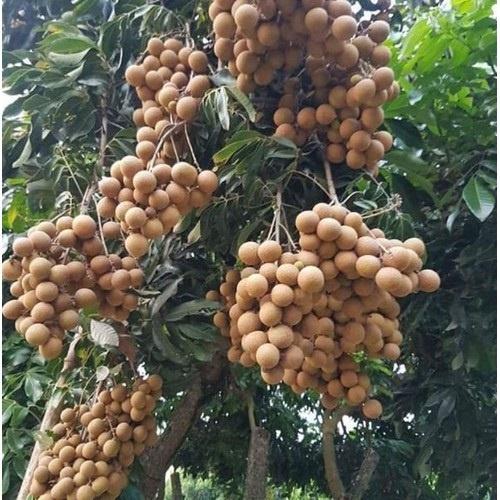 Cây giống nhãn hương chi Đăk Lăk