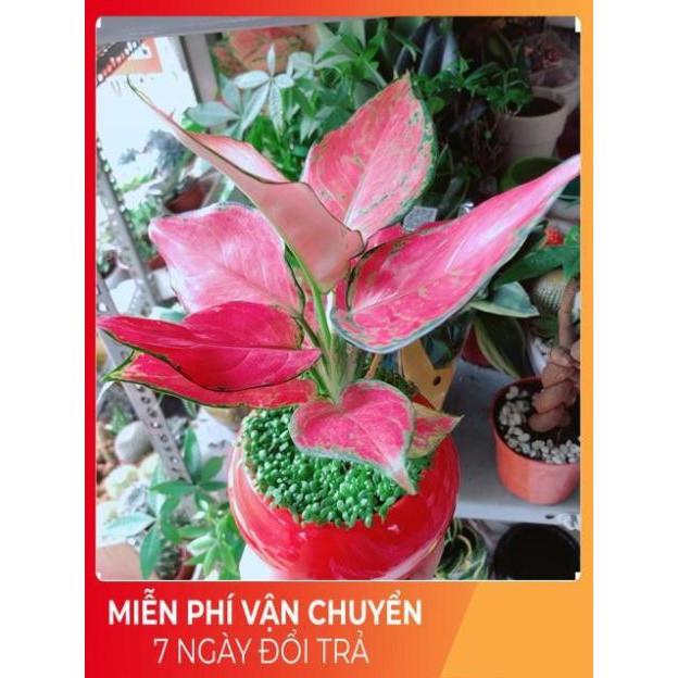 Chậu Vạn Lộc Đỏ