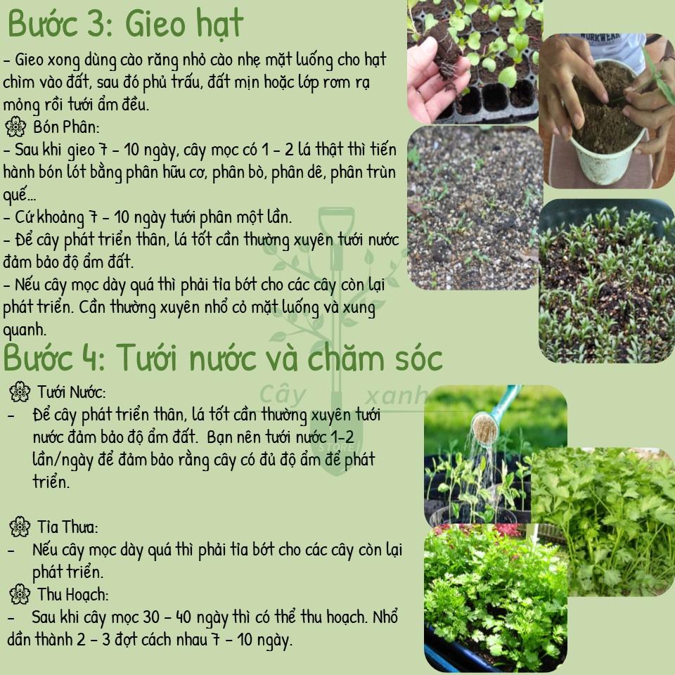 Hạt Giống Ngò Rí Ngò Hạt Lớn - Phú Nông Seeds - Shop Đất sạch, Phân Bón, Hữu Cơ, Xơ Dừa