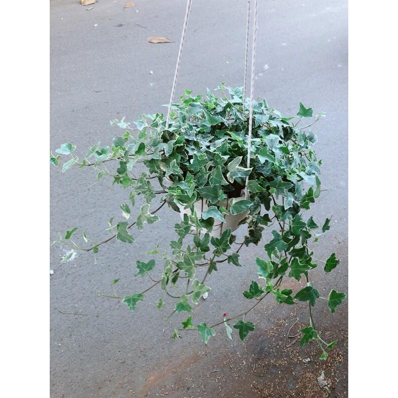 Chậu Thường Xuân