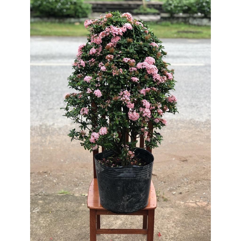 Chậu trang Thái hoa màu hồng tím chỉ giao tại TP.HCM