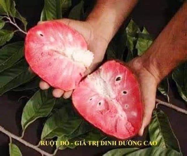 CÂY GIỐNG NA ĐỎ CAO SẢN