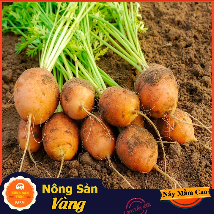 Hạt giống Cà Rốt Củ Tròn - Nông Sản Vàng