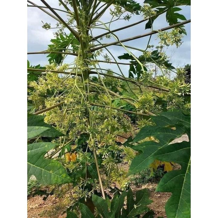 Cây Giống Đu Đủ Đực cấy mô