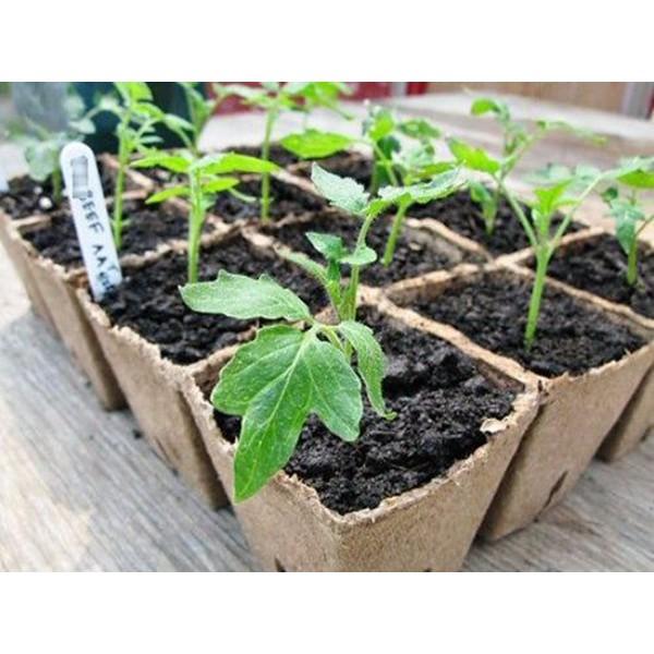 Hạt giống cà chua bi lùn đỏ