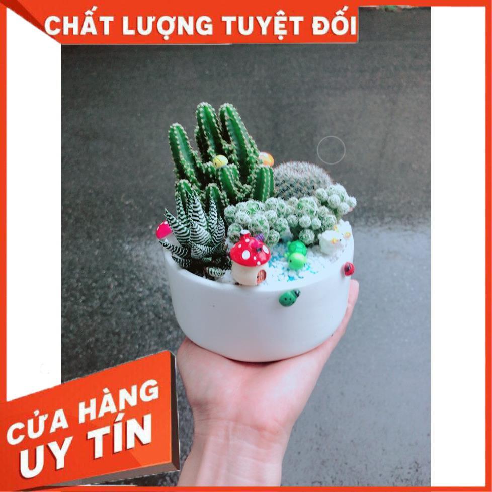 Chậu sen đá tiểu cảnh 27