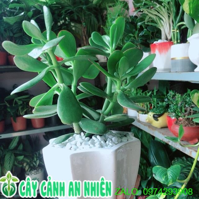 Chậu Cây Ngọc Bích