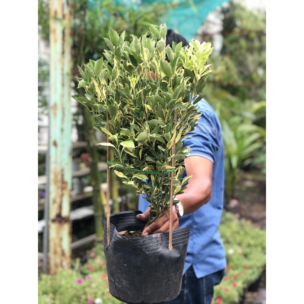Cây Tắc Cẩm Thạch đang có trái