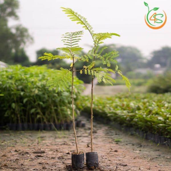 0.5 KG HẠT GIỐNG LIM XẸT