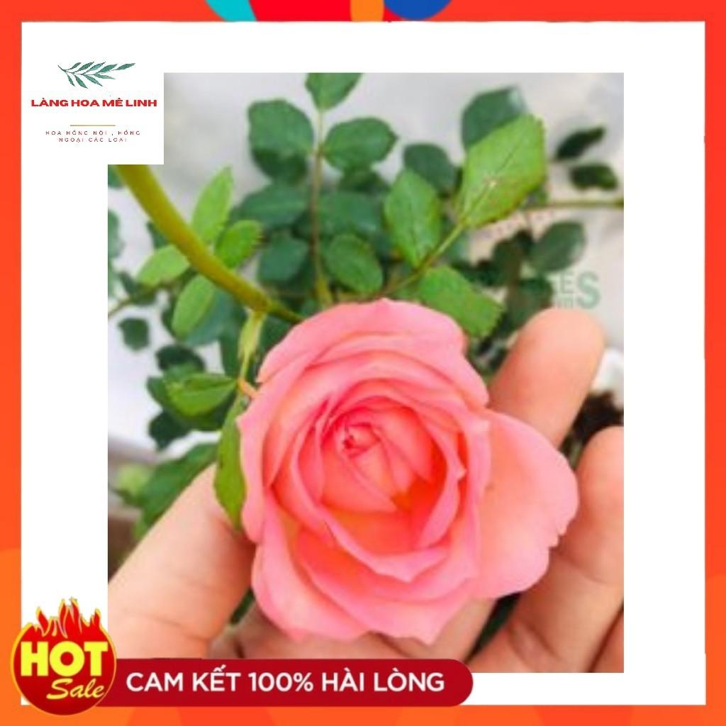 Hoa hồng ngoại Jubilee Celebration rose Bông lớn , Hương thơm đậm,Lặp bông nhanh