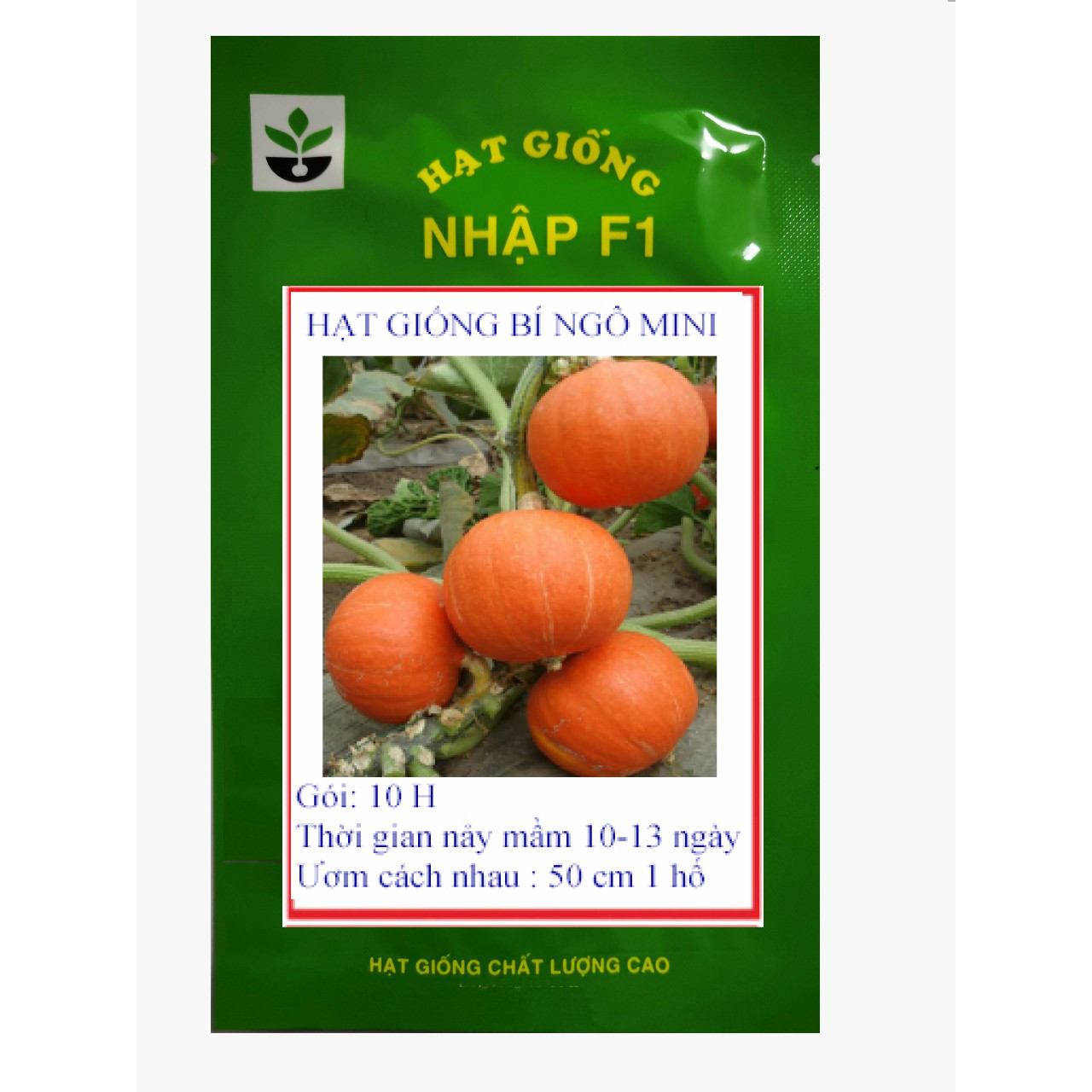 Gói 10 Hạt giống bí ngô mini