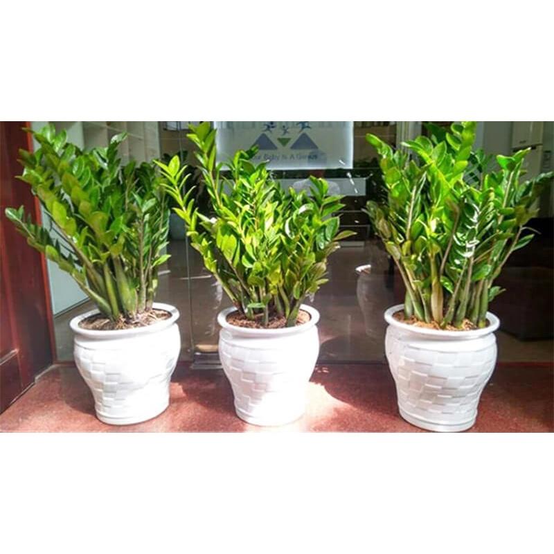 CÂY KIM TIỀN CHẬU TO