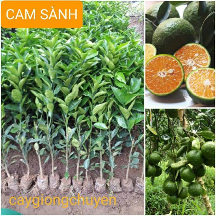 Cây cam sành siêu trái