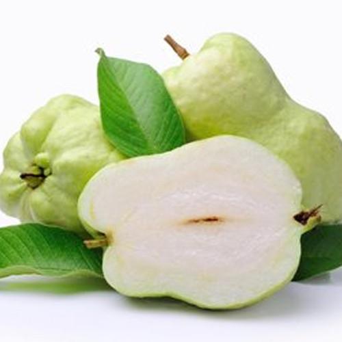 CÂY GIỐNG ỔI KHÔNG HẠT SIÊU NGON SIÊU QUẢ- CAM KÊT GIỐNG CHUẨN F1 - CGOKHCSSQ