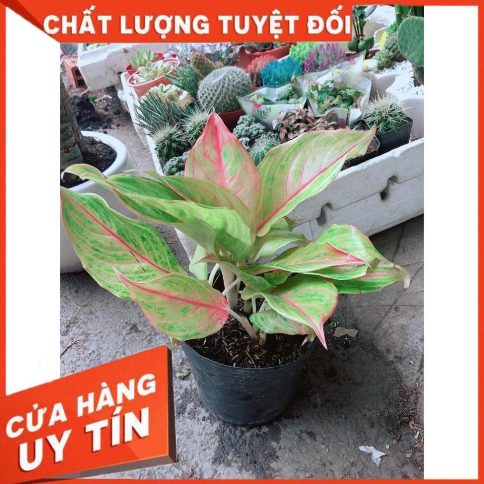 Cây Phú Quý Giống Vàng