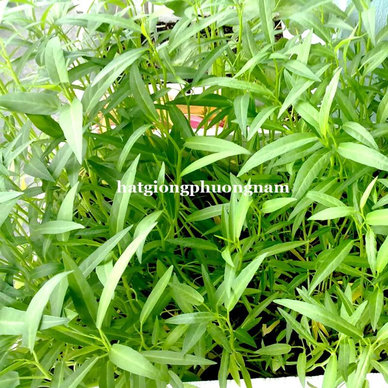 1KG - HẠT GIỐNG RAU MUỐNG LÁ TRE