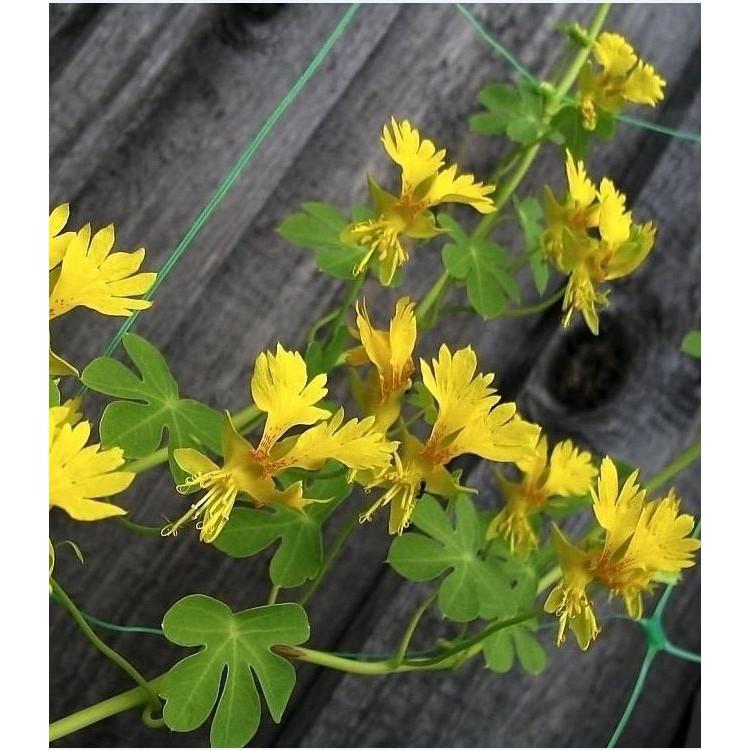 Hạt giống hoa dây leo cánh phượng - gói 4 hạt