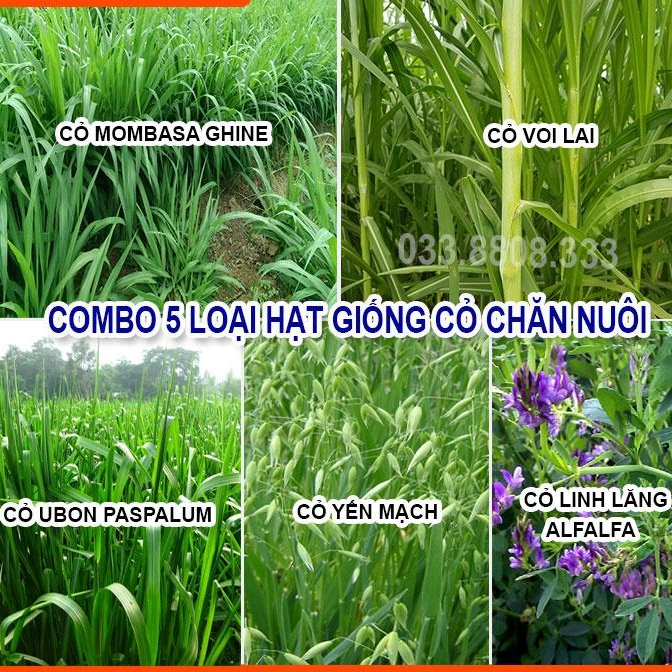 Combo 5 Loại Hạt Giống Cỏ Chăn Nuôi - Hạt Cỏ Voi, Mombasa Ghine, Yến Mạch, Paspalum, Alfalfa Linh Lăng