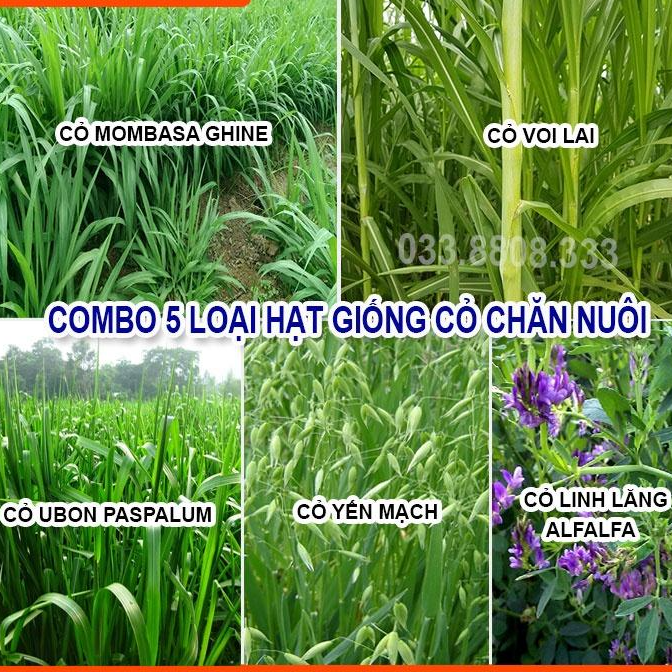 Combo 5 Loại Hạt Giống Cỏ Chăn Nuôi - Hạt Cỏ Voi, Mombasa Ghine, Yến Mạch, Paspalum, Alfalfa Linh Lăng (mỗi loại 50g)