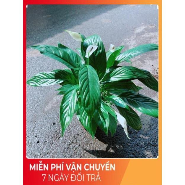 Chậu Hoa Lan Ý Có Hoa Sẵn