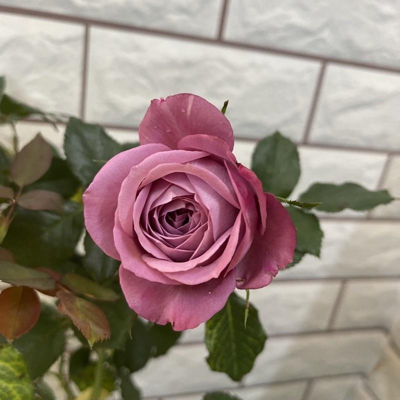 Hoa hồng ngoại tím Purple Tezza , thơm đậm - cây giống rễ trần