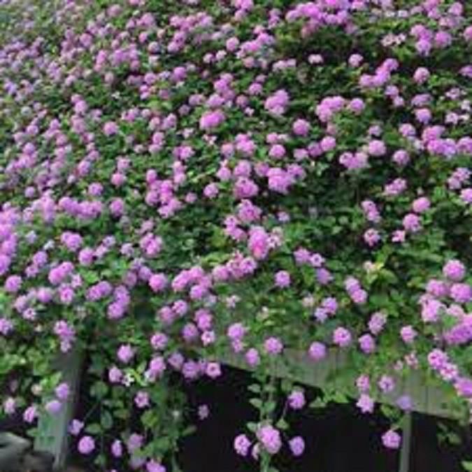 CÂY GIỐNG HOA NGŨ SẮC TÍM RỦ- CÂY NHỠ