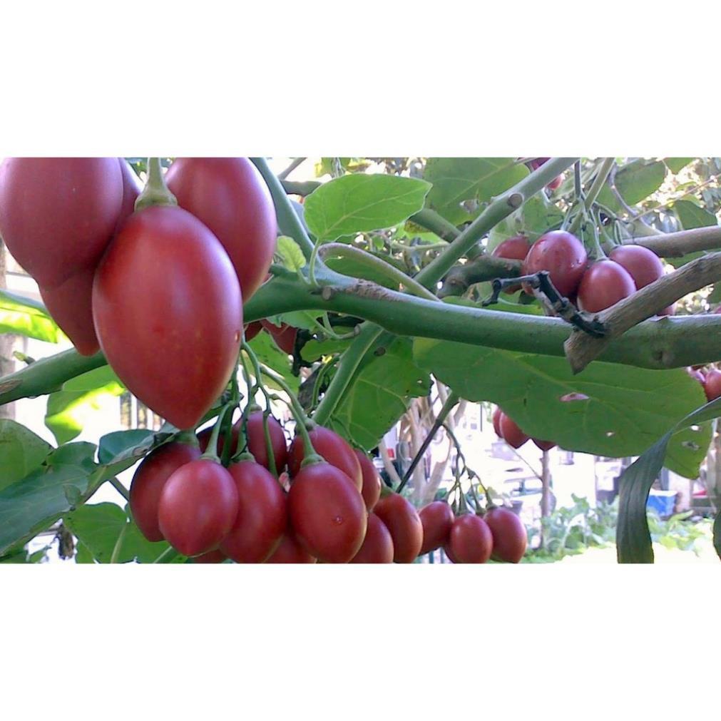 CÂY GIỐNG CÀ CHUA THÂN GỖ