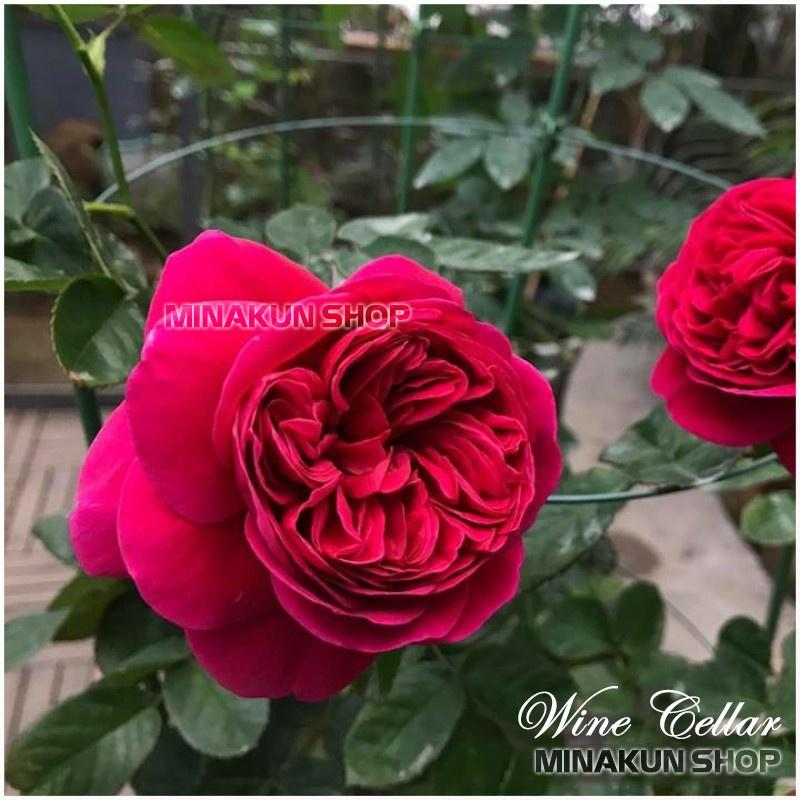 Hoa hồng ngoại Wines Cellar Rose đỏ fom hoa to