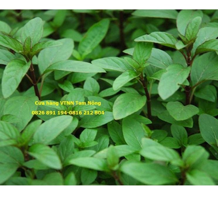 HẠT GIỐNG RAU HÚNG QUẾ _PD115_KL. 10G
