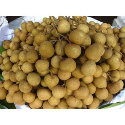 Cây giống NHÃN KHÔNG HẠT THÁI LAN- Cây giống chuẩn F1