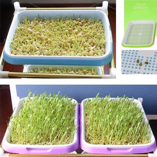 2 Khay Trồng Rau Mầm Thông Minh, thủy canh chuyên dùng