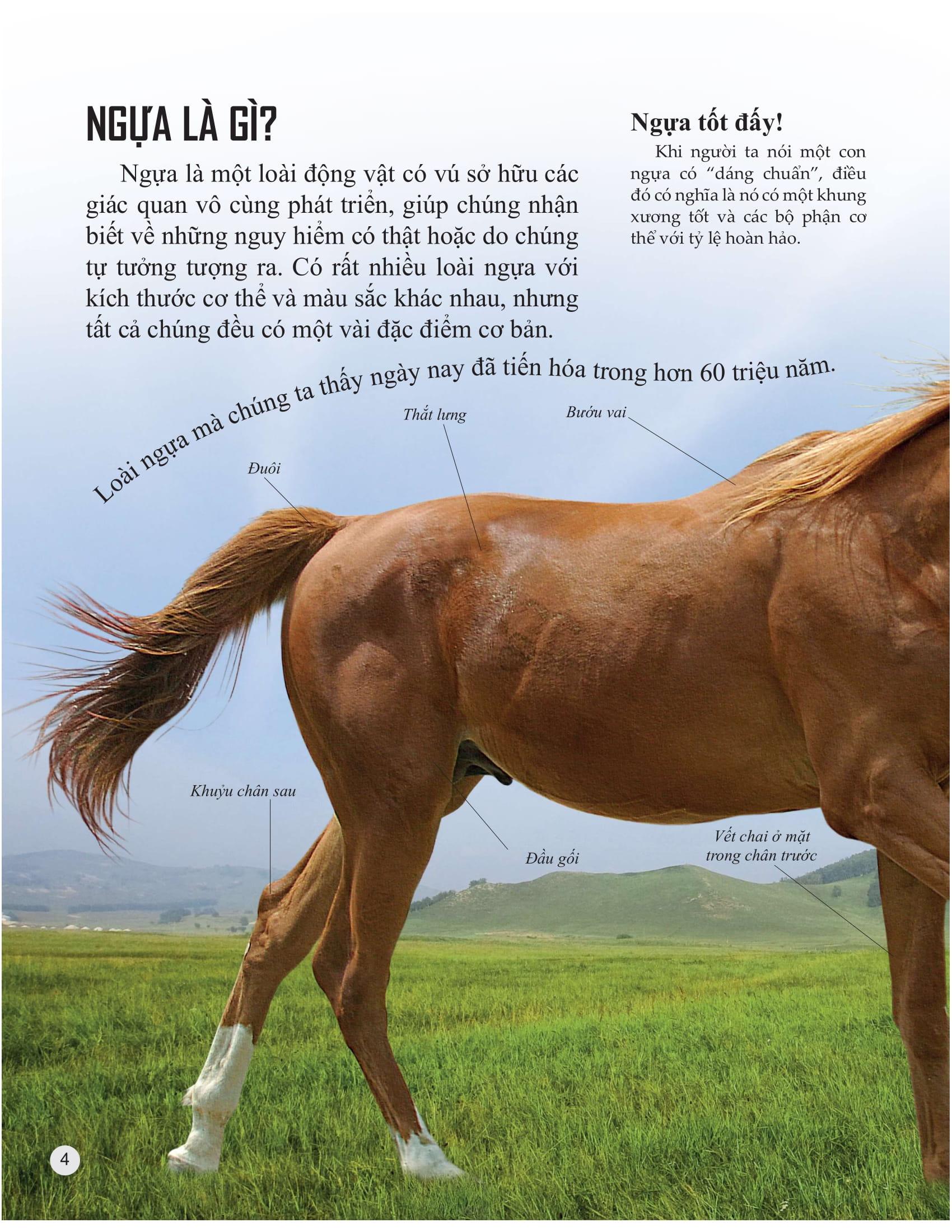 Sách Bách Khoa Tri Thức Về Khám Phá Thế Giới Cho Trẻ Em - Horses And Ponies - Loài Ngựa