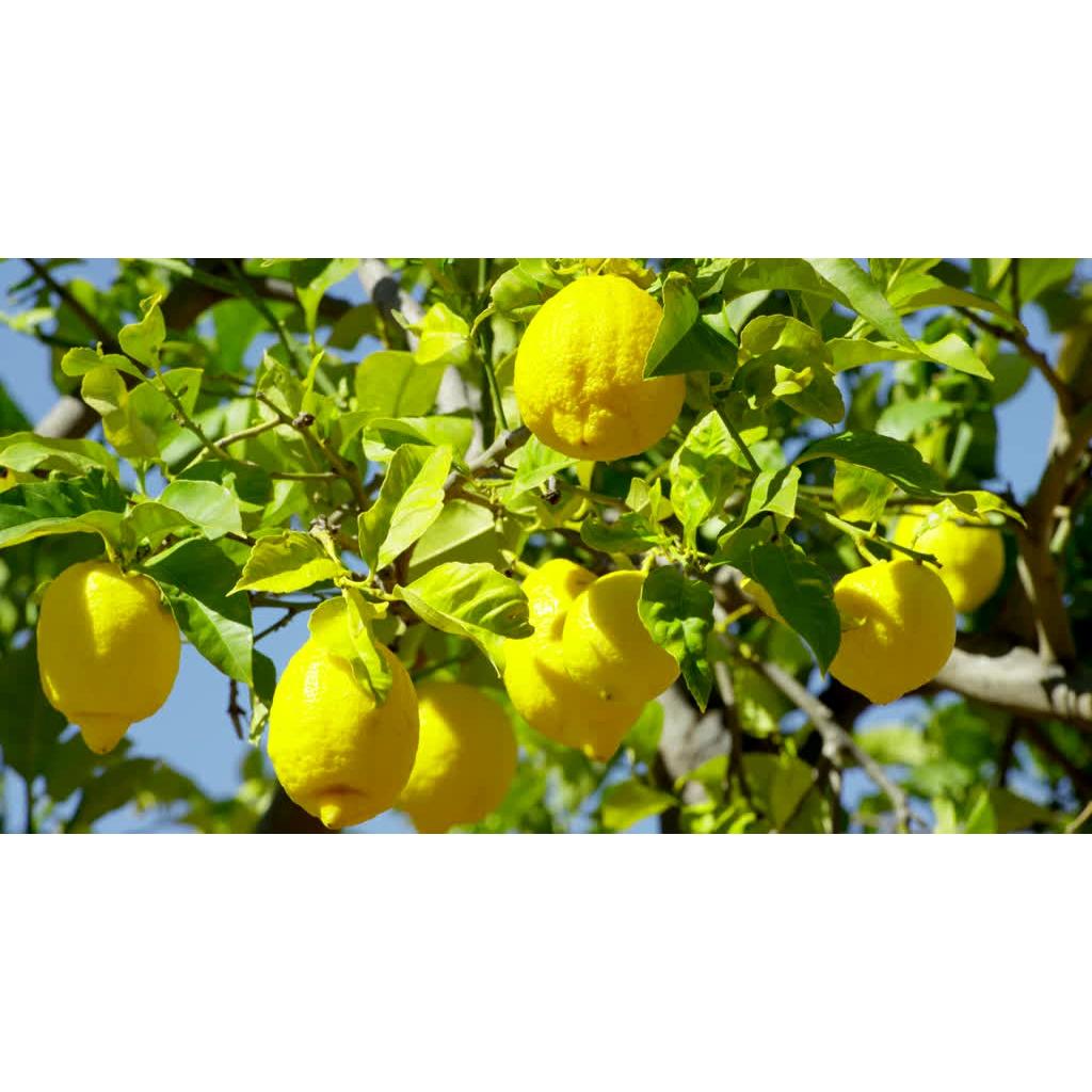 CÂY GIỐNG CHANH VÀNG THÁI
