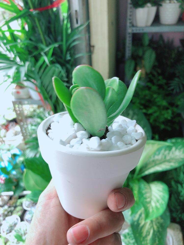 Chậu Cây Sen Ngọc Bích Mini