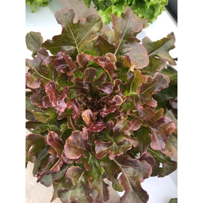 Hạt giống rau xà lách sồi đỏ OAKLEAF - Gói 2gram