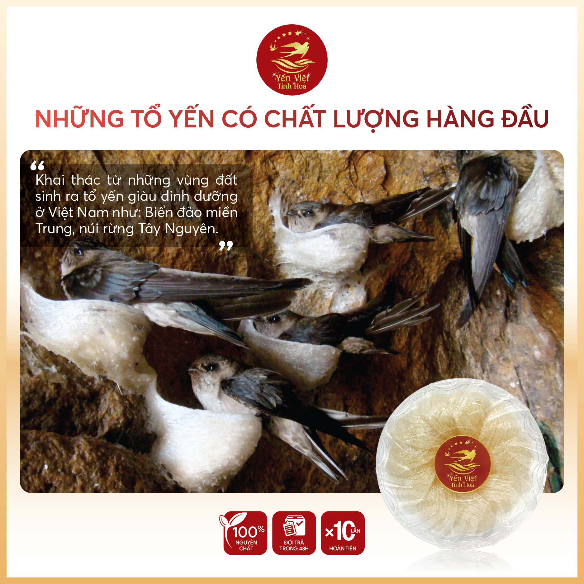 Tổ yến Tinh chế cao cấp 50 gram Yến Việt Tinh Hoa - Hàng chính hãng
