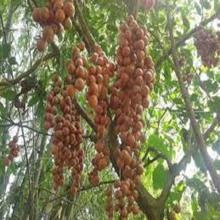 CÂY GIỐNG QUẤT HỒNG BÌ NGỌT