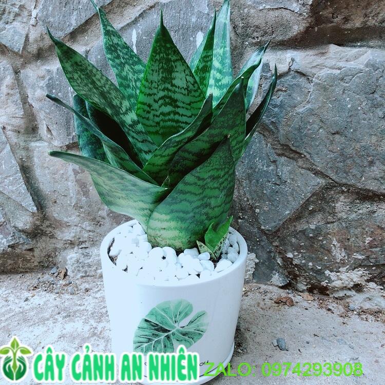 Chậu Cây Lưỡi Hổ Thái