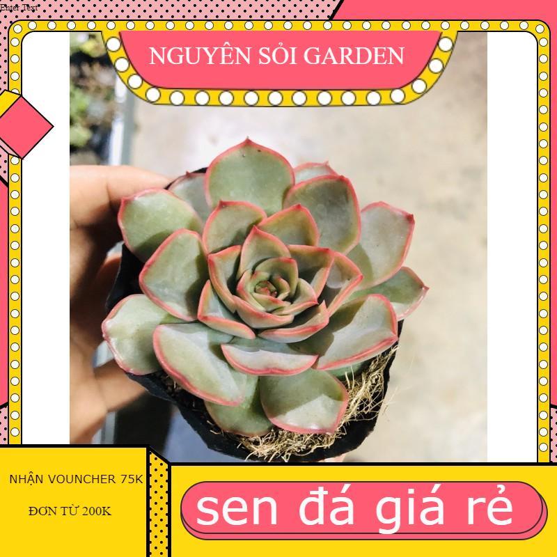 Sen đá hồng đỏ lai