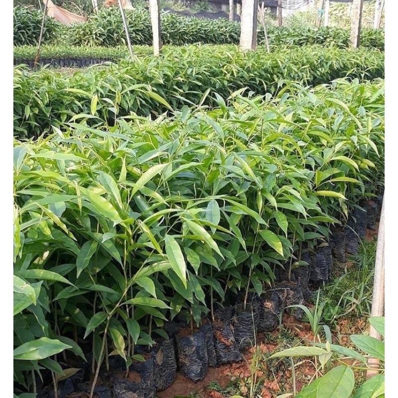 COMBO 5 CÂY GIỐNG TRẦM HƯƠNG CÂY GIỐNG GIÓ BẦU