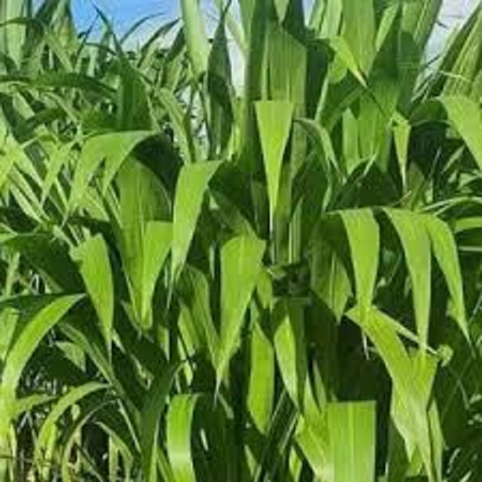 Hạt Giống Cỏ chăn nuôi SUDAN lai ,cỏ ngô - Gói 500gram